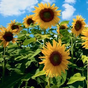 Meet your Posher, Kristin